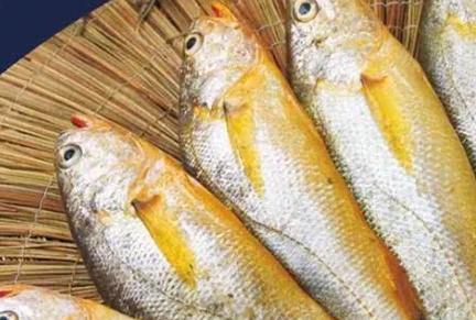 新闻爆料海鱼视频下载大全,海量海洋生物资源一网打尽  第3张